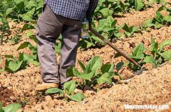 勞動節(jié)的微信2024勞動節(jié)哲理微信節(jié)日祝福語