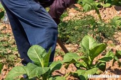 2024勞動(dòng)節(jié)假期祝福語5.1勞動(dòng)節(jié)放假員工祝福短信