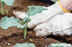 勞動(dòng)節(jié)的賀卡祝福語(yǔ)2024勞動(dòng)節(jié)賀卡經(jīng)典祝福語(yǔ)大全