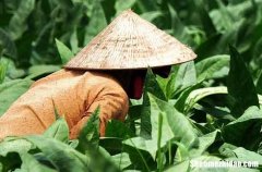 勞動(dòng)節(jié)英文祝福語2024勞動(dòng)節(jié)句子簡短英文