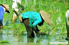 2024勞動節(jié)問候語大全簡短勞動節(jié)的簡單祝福語