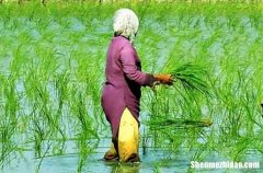 勞動節(jié)祝福 2024勞動節(jié)祝福的話語句句暖人心