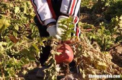 五一勞動節(jié)簡短祝福語2024勞動節(jié)祝福語大全集