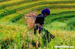 五一勞動節(jié)給老師的祝福語2024勞動節(jié)給老師的祝福寄語