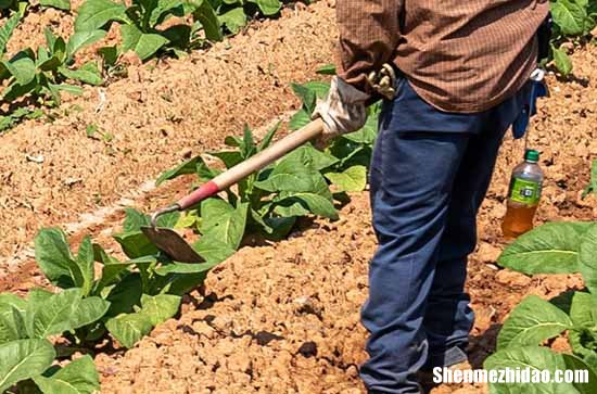 2024勞動(dòng)節(jié)祝福語簡(jiǎn)短簡(jiǎn)短勞動(dòng)節(jié)祝福語大全