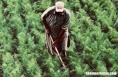 勞動(dòng)節(jié)祝福語說說2024天天都是勞動(dòng)節(jié)的說說