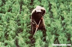 勞動節(jié)短信祝福語簡短2024五一勞動節(jié)短信祝福語簡短