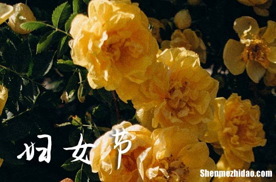 2024妇女节给客户的祝福语 祝客户三八妇女节快乐短信
