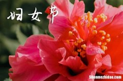 2024年最棒的婦女節(jié)賀詞祝福語短信三八節(jié)祝福語漂亮簡短