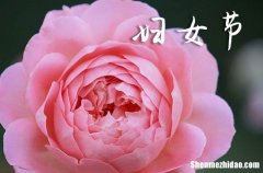 38婦女節(jié)微信祝福語2024三八婦女節(jié)微信朋友圈文案