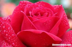 2022年2.14情人節(jié)溫馨浪漫的祝福語情人節(jié)最暖心短句