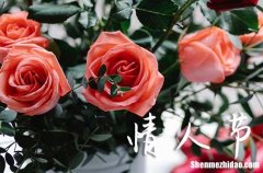 2024最甜蜜的情人節(jié)祝福語(yǔ)大全超級(jí)暖心的情人節(jié)句子