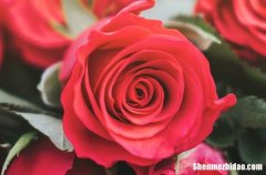 2024情人節(jié)給女朋友的浪漫告白句子精選