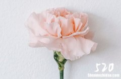 2024情人節(jié)給女朋友的告白 讓女友感動溫暖的情人節(jié)禮