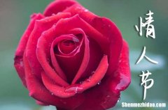 2024情人節(jié)的浪漫語句情人節(jié)浪漫的表白句子