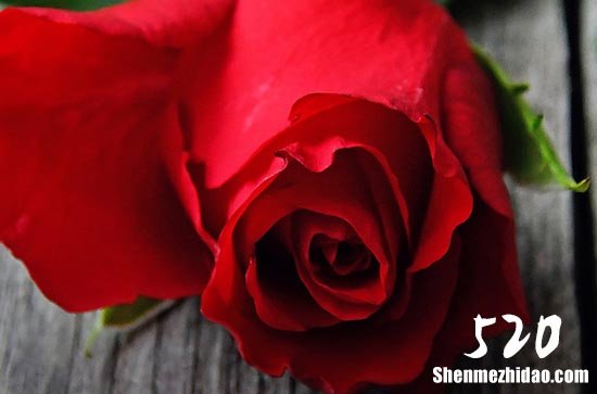 2024年情人節(jié)微信討紅包段子情人節(jié)發(fā)紅包情話