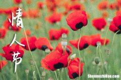 2024富有創(chuàng)意的情人節(jié)祝福語情人節(jié)的祝福語大全