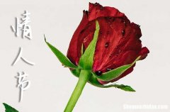 最新祝福語(yǔ)：2024年情人節(jié)微信超贊祝福語(yǔ)文案