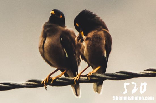 2024年的情人節(jié)的祝福語情人節(jié)的祝福語大全