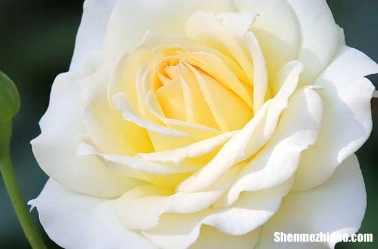 2024年2月情人節(jié)簡短祝福語情人節(jié)的祝福語大全