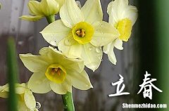 2024立春是哪天 2024立春合壽木好嗎