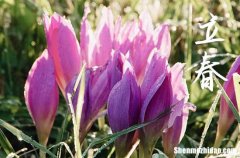 2024年立春是多少號(hào) 2024立春安裝機(jī)器好嗎