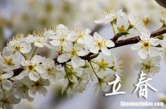 2024年農(nóng)歷幾號立春 2024年立春能挖墳墓嗎