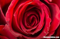 2024年情人節(jié)搞笑祝福短信124條逗情人開(kāi)心的笑話(huà)短信