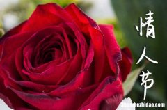 情人節(jié)微信大全2024情人節(jié)的祝福語大全