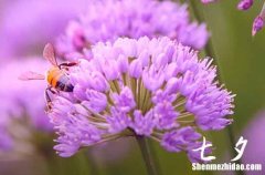 2024七夕情人節(jié)送女友的祝福語短信情人節(jié)祝福語大全簡(jiǎn)短