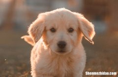 82年屬狗41歲有一災嗎 82年屬狗41歲有一災如何化解