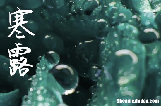 2024年最火寒露早上好祝福語寒露祝福語大全簡短