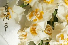 2024年重陽節(jié)送老人的優(yōu)秀祝福語賀詞重陽節(jié)對爺爺奶奶說的話