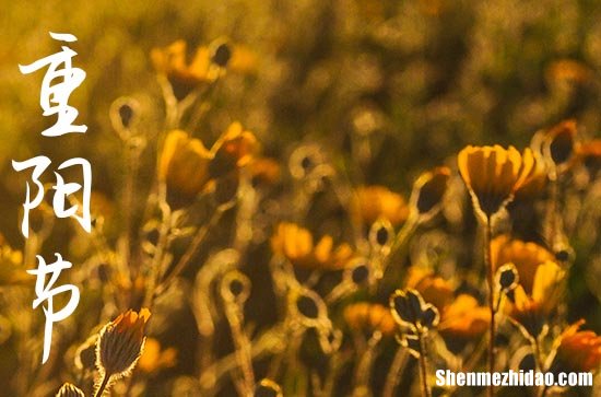 2024年重陽節(jié)問候短信祝福語 重陽節(jié)祝福的話短句