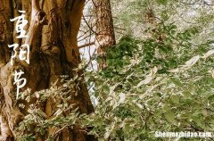 2024年重陽(yáng)節(jié)微信暖心祝福語(yǔ)重陽(yáng)節(jié)微信群發(fā)祝福語(yǔ)短句