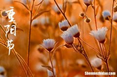 簡短的重陽節(jié)祝福語2024年年年重陽今又重陽節(jié)祝福語