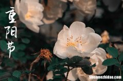 重陽節(jié)祝福語微信2024年 重陽節(jié)送給老人暖心話