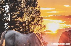 2024年重陽節(jié)祝福語整理重陽節(jié)朋友圈祝福語