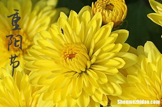 2024年9月9重陽節(jié)祝福語 重陽節(jié)發(fā)朋友圈的短句