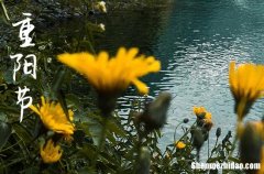 重陽節(jié)給同事的祝福語2024年久久重陽節(jié)祝福語