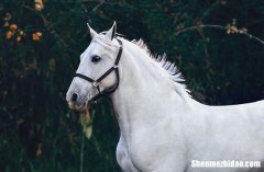 2024年屬馬一生最旺顏色 2024年屬馬忌諱的顏色