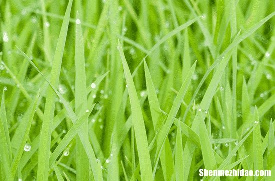 谷雨节气养生知识 谷雨节气养生要点