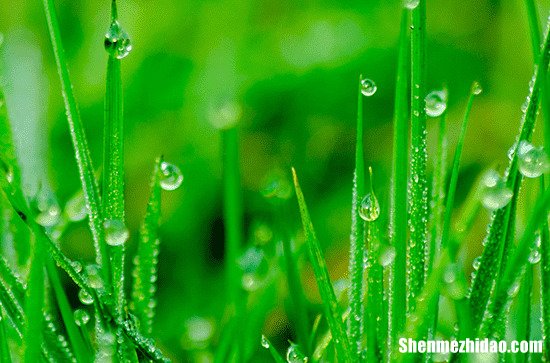 谷雨吃香椿的由来 谷雨吃香椿的寓意