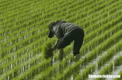 谷雨吃什么风俗食物好 谷雨吃什么食物养生