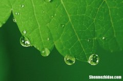 2024谷雨是什么时候 二十四节气谷雨是哪一天