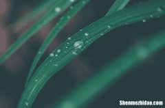 谷雨吃啥菜好 谷雨节气记得吃的5种菜