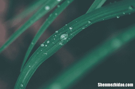 谷雨吃啥菜好 谷雨节气记得吃的5种菜