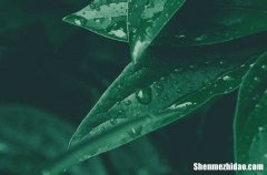 谷雨节气喝什么茶养生 谷雨节气养生茶有哪些