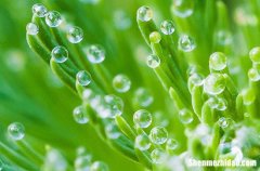 谷雨代表着什么意思 谷雨意味着什么