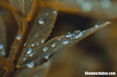 2024谷雨节气养生的饮食 谷雨时节多吃这5种养生食物